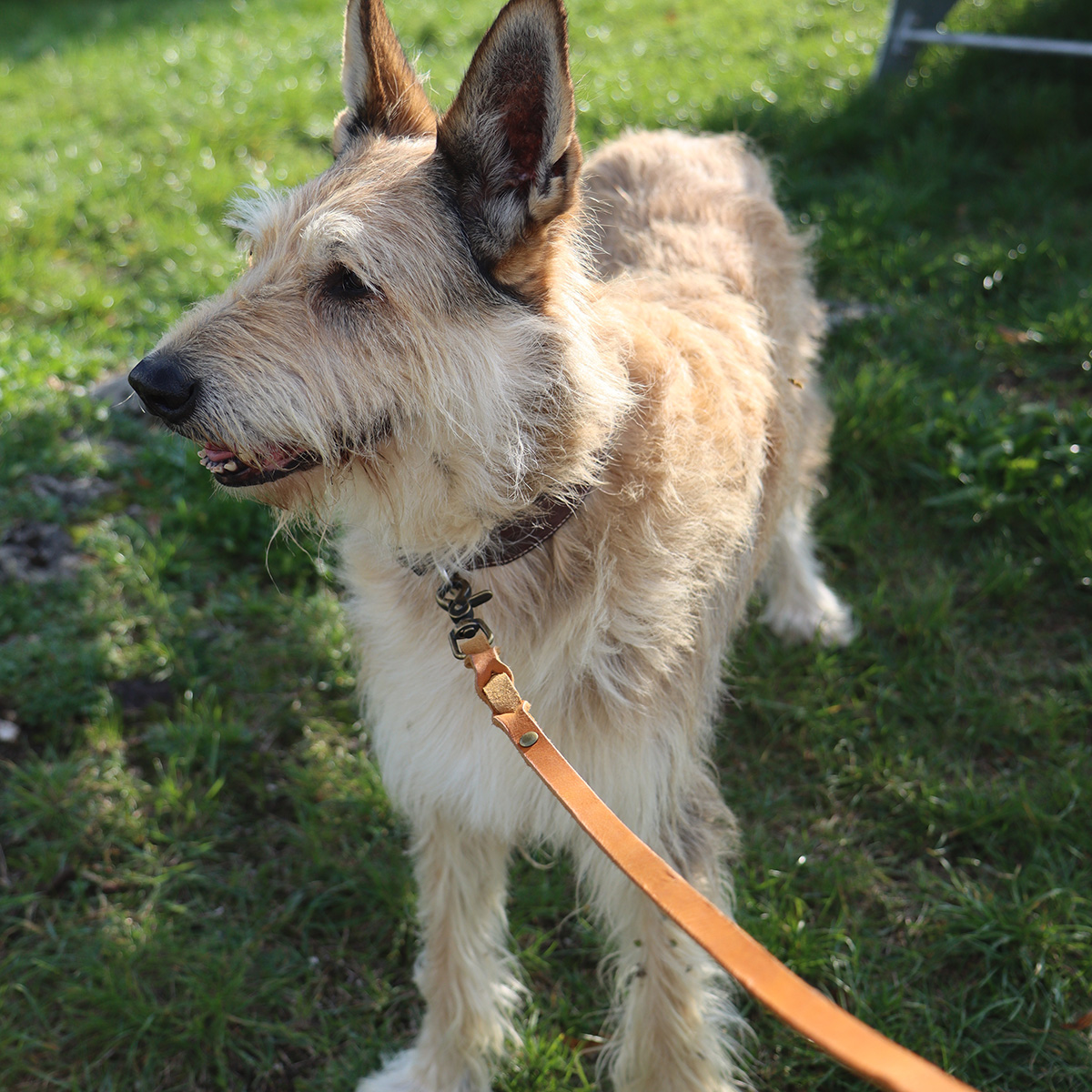 Hundeleine Finn aus Leder