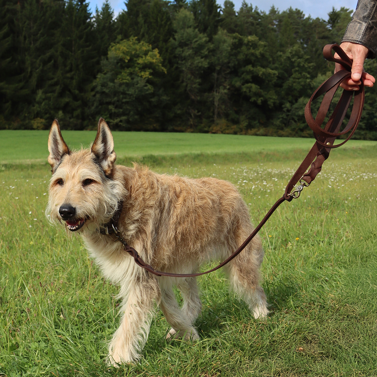 Hundeleine Buddy aus Leder